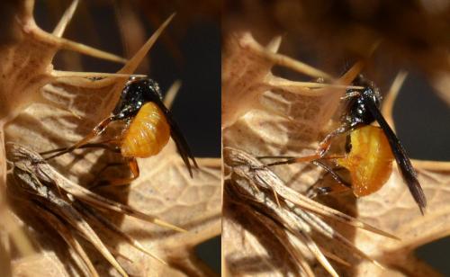 Bracon sp.